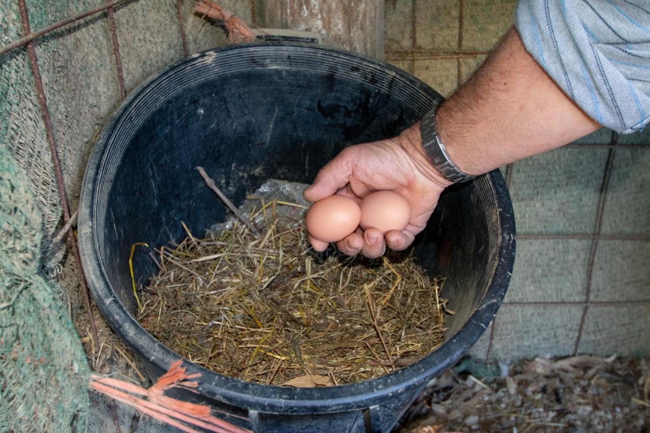 Loukas Farm House Áyios Kírikos Zewnętrze zdjęcie